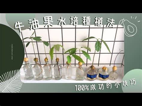 水 種 植物 風水|【水種】不可錯過的9大水培室內植物 